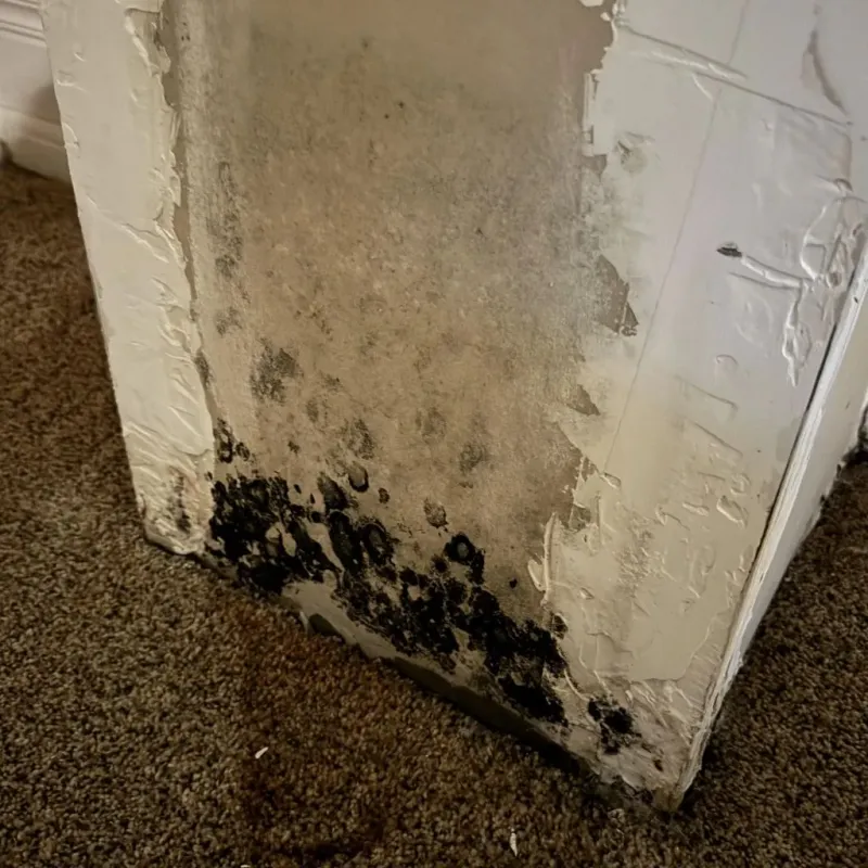 Professional Mold Removal in Hollymead, VA